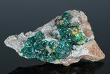 2.9" Gemmy Dioptase Clusters with Mimetite - N'tola Mine, Congo - #175946-1